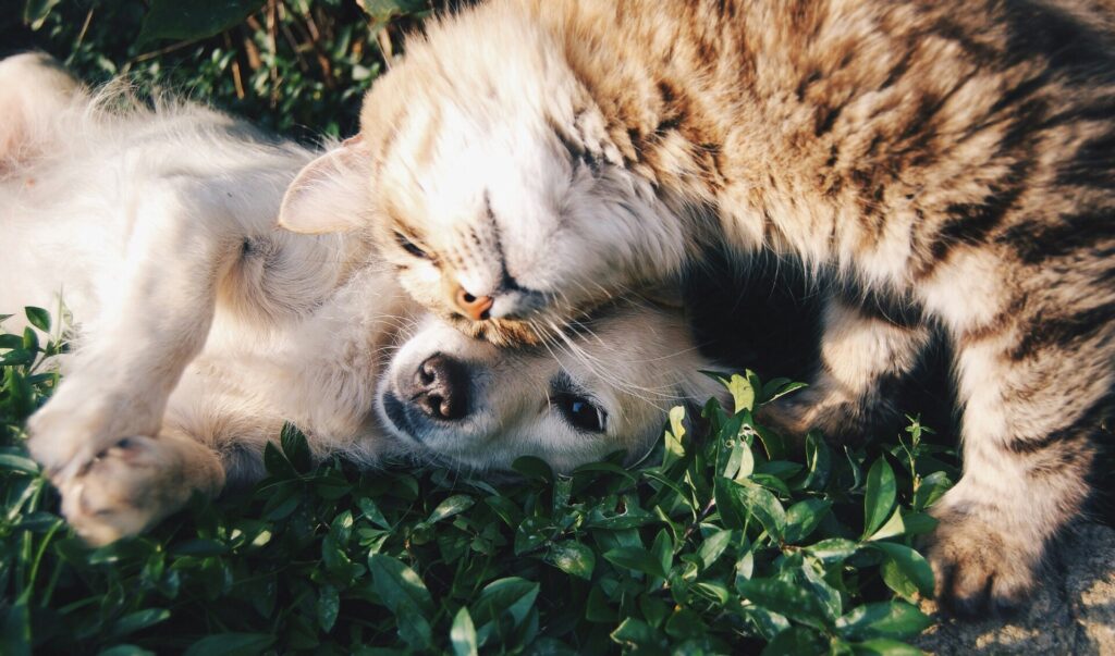 Chat tigré et chien blottis l'un contre l'autre dans la verdure