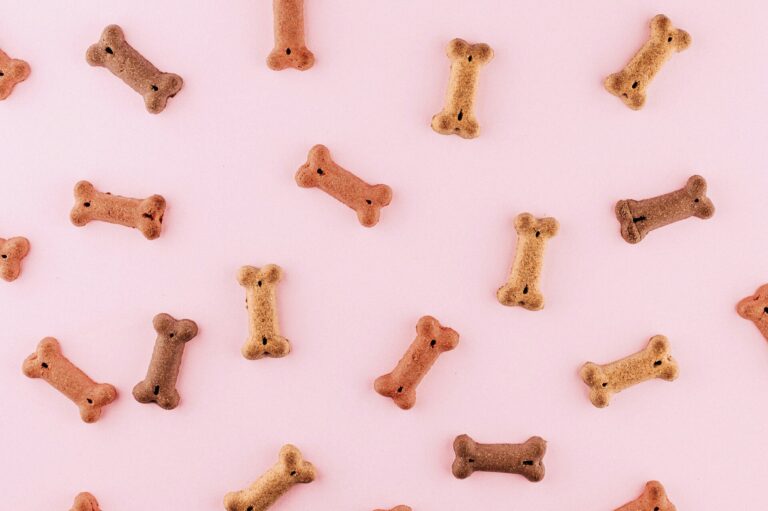 Croquettes sans céréales pour chien : faut-il vraiment franchir le pas ? (Guide 2026)