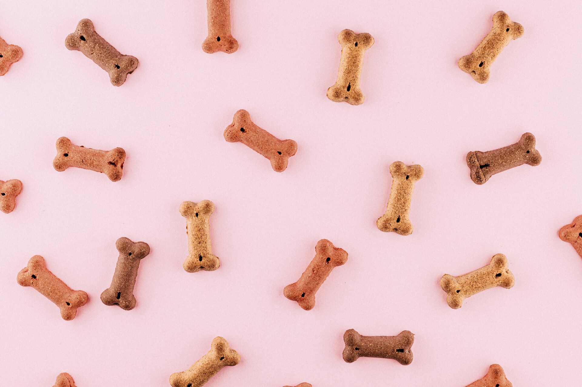 Biscuits pour chien en forme d'os disposés sur un fond rose