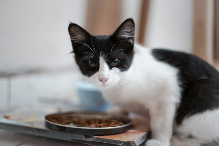 Combien de fois nourrir son chat par jour ?