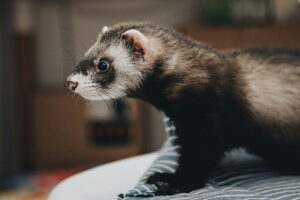 Furets