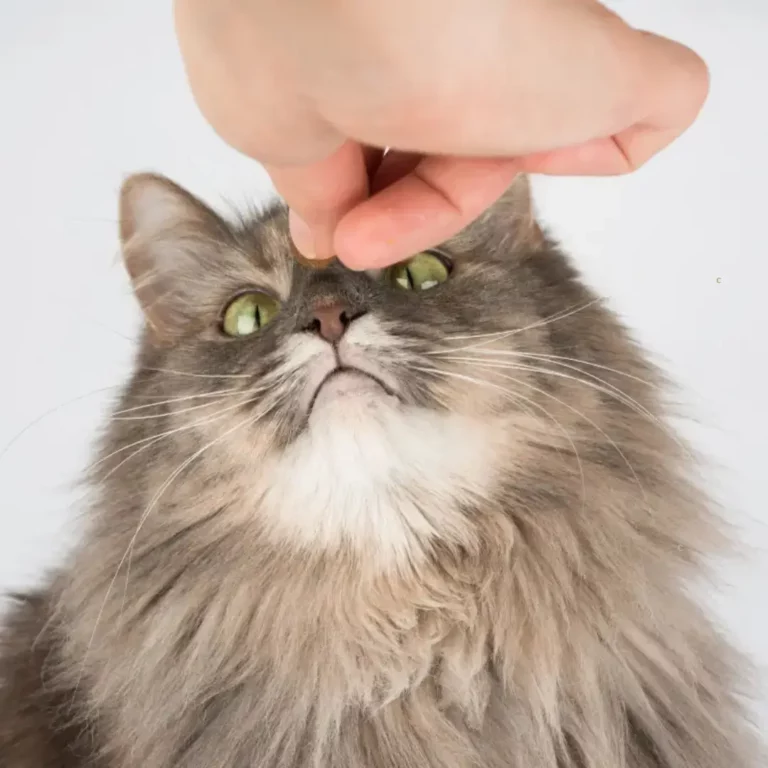 Friandises Pour Chats