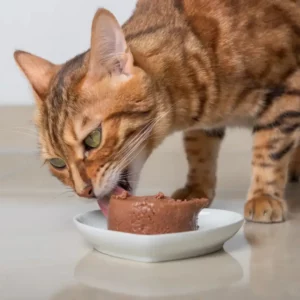 Nourriture Humide Pour Chats