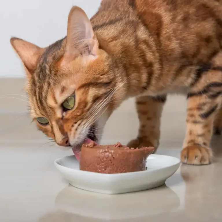 Nourriture Humide Pour Chats