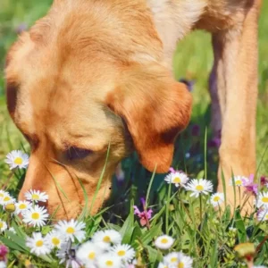 Compléments Alimentaires Pour Chiens