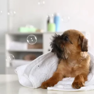 Hygiène Pour Chiens