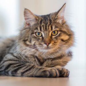 Chats