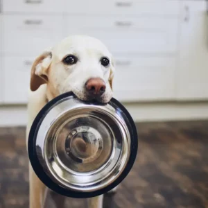 Nourriture Humide Pour Chiens