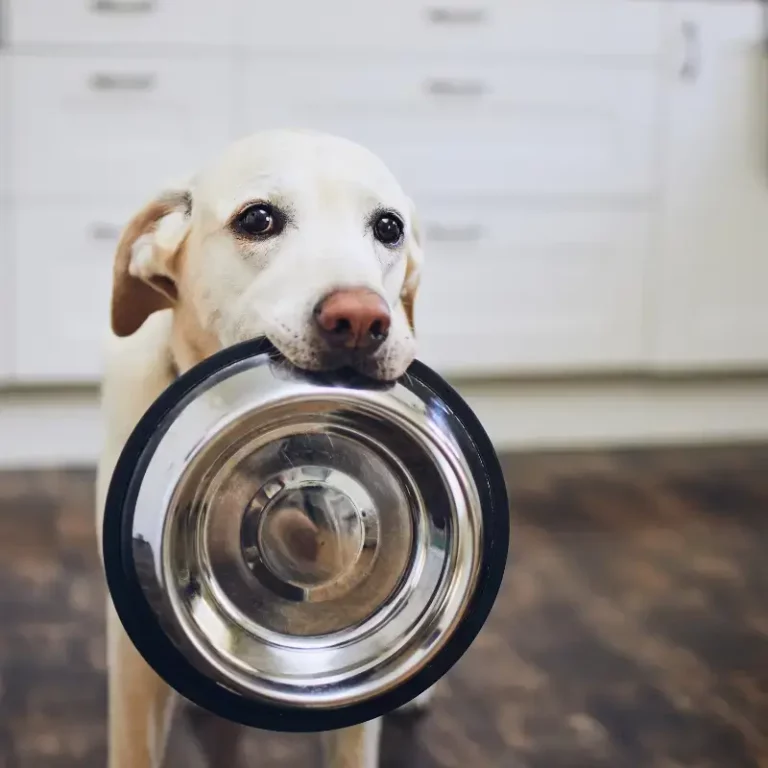 Nourriture Humide Pour Chiens
